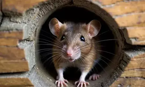 മോര്‍ച്ചറിയില്‍ മൃതദേഹം എലി കരണ്ടു: ഉത്തര്‍പ്രദേശില്‍ വന്‍ പ്രതിഷേധം; വിവാദമായതോടെ അന്വേഷണത്തിന് ഉത്തരവിട്ടു