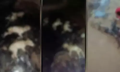 റോഡിലൊഴുകിയ ടാറില്‍ ഒന്‍പത് തെരുവുനായ്ക്കള്‍ കുടുങ്ങി, രക്ഷാപ്രവര്‍ത്തനം ദുഷ്‌കരം