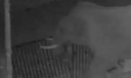 മയക്കുവെടി വയ്ക്കാനുള്ള ഉത്തരവിറങ്ങിയിട്ടും ആൾക്ക് അതൊന്നും വിഷയമേ..അല്ല; വൈദ്യുതി പ്രവാഹമുള്ള തൂക്കി വേലി പൊളിക്കുന്നത് പതിവ് രീതി; നാട്ടുകാരെ ഭീതിയിലാക്കി മുട്ടിക്കൊമ്പൻ