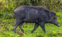 ജനവാസ മേഖലയിലേക്ക് കാട്ടുപന്നി ഇറങ്ങി; ബൈക്ക് യാത്രികരെ ആക്രമിച്ചു