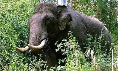 തൃശൂര്‍ ചിമ്മിനിയില്‍ കാട്ടാന ആക്രമണം; ഫോറസ്റ്റ് വാച്ചര്‍ കൊല്ലപ്പെട്ടു