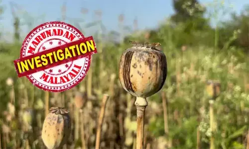 അഞ്ച് ഏക്കര്‍ സ്ഥലത്ത് ചോളത്തിനും ഗോതമ്പിനും ഇടയിലായി കറുപ്പു കൃഷി; അറസ്റ്റിലായതോടെ കുറ്റം വീട്ടുജോലിക്കാരനെ ചാരി ബിജെപി നേതാവ്; റെയ്ഡില്‍ കണ്ടെടുത്തത് എട്ട് കോടി വിലമതിക്കുന്ന കറുപ്പ് ചെടികള്‍; വിനായക് താമ്രകര്‍ ബി.ജെ.പിയുടെ കര്‍ഷക വിഭാഗത്തിലെ നേതാവ്