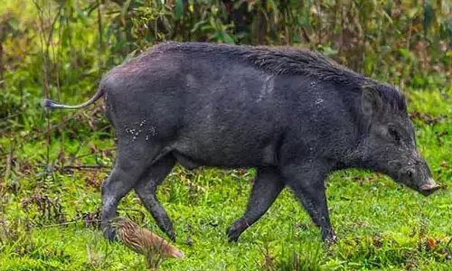 ജനവാസ മേഖലയിലേക്ക് കാട്ടുപന്നി ഇറങ്ങി; ബൈക്ക് യാത്രികരെ ആക്രമിച്ചു