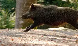 പ്രതിഫലം നല്കാന് തദ്ദേശസ്ഥാപനങ്ങള്ക്ക് മടി; കാട്ടുപന്നിയെ കൊല്ലുന്നത് നിര്ത്താന് ഷൂട്ടര്മാര് പ്രതിഫലം നല്കാന് തദ്ദേശസ്ഥാപനങ്ങള്ക്ക് മടി; കാട്ടുപന്നിയെ കൊല്ലുന്നത് നിര്ത്താന് ഷൂട്ടര്മാര്