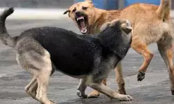 തൃത്താലയില്‍ തെരുവുനായയുടെ ആക്രമണത്തില്‍ വയോധികയ്ക്ക് ഗുരുതര പരുക്ക്; കാലിന്റെ പിന്‍ഭാഗത്ത് മാംസം പൂര്‍ണ്ണമായി ഇളകിപ്പോയ നിലയില്‍; തൃശൂര്‍ മെഡിക്കല്‍ കോളേജ് ആശുപത്രിയില്‍ പ്രവേശിപ്പിച്ചു