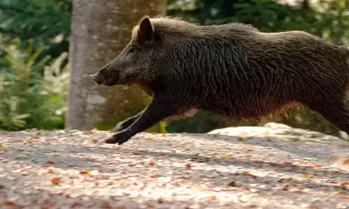 പ്രതിഫലം നല്കാന് തദ്ദേശസ്ഥാപനങ്ങള്ക്ക് മടി; കാട്ടുപന്നിയെ കൊല്ലുന്നത് നിര്ത്താന് ഷൂട്ടര്മാര് പ്രതിഫലം നല്കാന് തദ്ദേശസ്ഥാപനങ്ങള്ക്ക് മടി; കാട്ടുപന്നിയെ കൊല്ലുന്നത് നിര്ത്താന് ഷൂട്ടര്മാര്