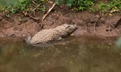 വിനോദസഞ്ചാരികൾ സൂക്ഷിക്കണം മുതല ഉണ്ട്! പുഴക്കരയിൽ എപ്പോ..വേണമെങ്കിലും ഇറങ്ങാൻ ചാൻസ്; അടുത്ത് പോയി ഫോട്ടോ എടുക്കാൻ നിൽക്കരുത് പണികിട്ടും; മായാര്‍ നദിയില്‍ ജാഗ്രത മുന്നറിയിപ്പ്