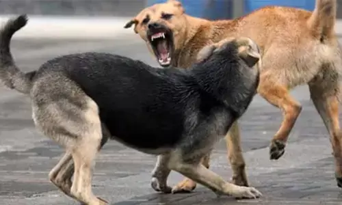 തൃത്താലയില്‍ തെരുവുനായയുടെ ആക്രമണത്തില്‍ വയോധികയ്ക്ക് ഗുരുതര പരുക്ക്; കാലിന്റെ പിന്‍ഭാഗത്ത് മാംസം പൂര്‍ണ്ണമായി ഇളകിപ്പോയ നിലയില്‍; തൃശൂര്‍ മെഡിക്കല്‍ കോളേജ് ആശുപത്രിയില്‍ പ്രവേശിപ്പിച്ചു