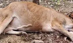 കണ്ണവത്ത് സ്‌ഫോടക വസ്തു പൊട്ടിത്തെറിച്ച് കറവ പശുവിന് പരുക്ക്; പൊലീസ് സ്ഥലത്തെത്തി പരിശോധന നടത്തി