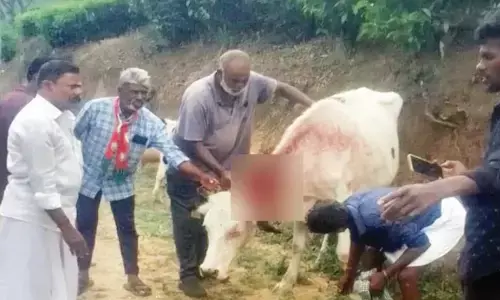 മൂന്നാര്‍ കോഫി സ്റ്റോറില്‍ വീണ്ടും കടുവ; പശുവിനെ ആക്രമിച്ച് ഗരുതരമായി പരിക്കേല്‍പ്പിച്ചു