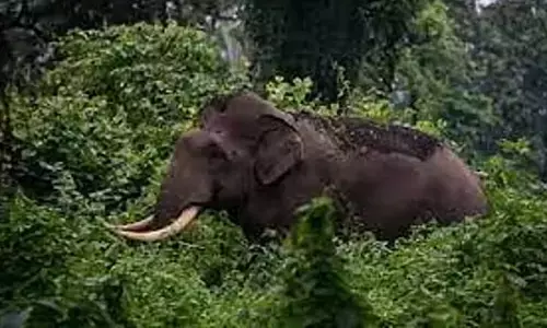 പുഴയില്‍ ഒന്ന് മുഖം കഴുകി എഴുന്നേറ്റതും മുൻപിൽ കാട്ടാന; തുമ്പിക്കൈ കൊണ്ട് കർഷകത്തൊഴിലാളിയെ ചുഴറ്റി എറിഞ്ഞു; രക്ഷപ്പെട്ടത് ഭാഗ്യം കൊണ്ട് മാത്രം