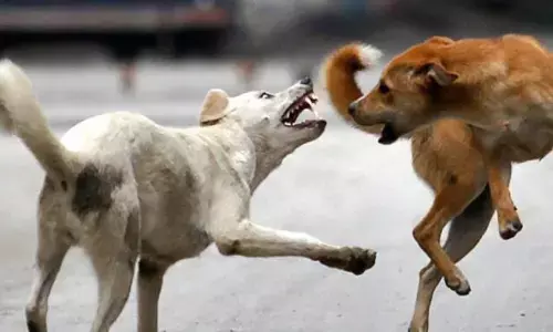 വീടിന്റെ വരാന്തയിൽ കിടന്ന് ഉറക്കം; പെട്ടെന്ന് കണ്ടപാടെ തലയും മൂക്കും കടിച്ചുപറിച്ചു; കൊല്ലത്തെ പരിഭ്രാന്തിയിലാക്കി തെരുവുനായ ആക്രമണം; നിരവധി പേർക്ക് പരിക്ക്