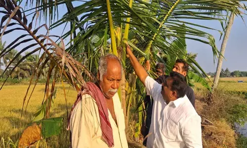 ഇത് ആര് ചെയ്താലും കാണിച്ചത് കൊടും ചതി! പാവപ്പെട്ടവൻ തെങ്ങിൻ തൈകൾ നട്ടത് വളരെ പ്രതീക്ഷയോടെ; ഒറ്റ രാത്രികൊണ്ട് എല്ലാം പിഴുതെറിഞ്ഞ് സാമൂഹ്യ വിരുദ്ധർ
