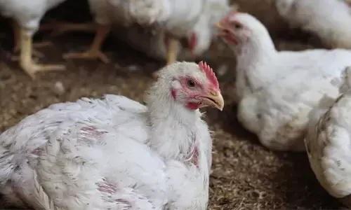 ആ സാമ്പിളുകൾ മുഴുവൻ പരിശോധിച്ചതും പ്രദേശം മുഴുവൻ ജാഗ്രതയിൽ; കോഴിക്കോട് പക്ഷിപ്പനി സ്ഥിരീകരിച്ചു; കടുത്ത നടപടികൾ സ്വീകരിക്കും