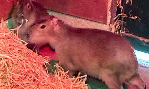 വിഞ്ചസ്റ്റര്‍ സൂവില്‍ നിന്നും ലോകത്തെ ഏറ്റവും വലിപ്പമുള്ള എലി രക്ഷപ്പെട്ടു; സാമ്പയെ പിടികൂടാന്‍ പൊതുജന സഹായം തേടി അധികൃതര്‍