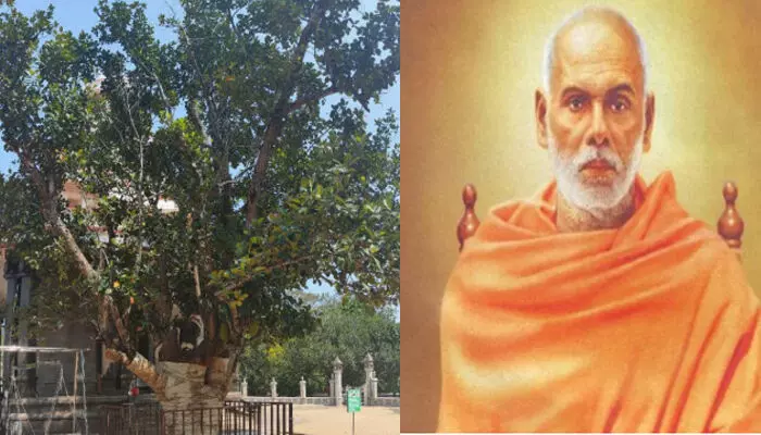 മുത്തശ്ശി ആയെന്ന് കണ്ടാൽ പറയുമോ?; ഗുരുദേവന്റെ കര സ്പർശനമേറ്റ ആ പ്ലാവിന് ഒടുവിൽ സുഖചികിത്സ; ദിവസങ്ങൾ കഴിഞ്ഞതും ഫലം കണ്ട് തുടങ്ങി; സന്തോഷം പങ്കിട്ട് മഠം അധികൃതർ മുത്തശ്ശി ആയെന്ന് കണ്ടാൽ പറയുമോ?; ഗുരുദേവന്റെ കര സ്പർശനമേറ്റ ആ പ്ലാവിന് ഒടുവിൽ സുഖചികിത്സ; ദിവസങ്ങൾ കഴിഞ്ഞതും ഫലം കണ്ട് തുടങ്ങി; സന്തോഷം പങ്കിട്ട് മഠം അധികൃതർ