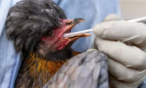 രോഗ ലക്ഷണങ്ങൾ കണ്ടാൽ ഉടൻ തന്നെ വിവരം അറിയിക്കണം! കോഴിക്കോട് ജില്ലയെ ഭീതിയിലാക്കി പക്ഷിപ്പനി; പ്രതിരോധ പ്രവര്‍ത്തനങ്ങള്‍ തുടരുന്നു; പ്രദേശങ്ങളിൽ അതീവ ജാഗ്രത