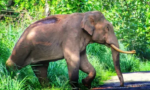 മയക്കുവെടി വെച്ചിട്ടും കീഴടങ്ങുന്നില്ല; ജനവാസ മേഖലയിൽ ഭീതി പടർത്തിയ മുട്ടിക്കൊമ്പൻ കാട് കയറി; ട്രാക്ക് ചെയ്യാനുള്ള ശ്രമങ്ങൾ തുടരുന്നു