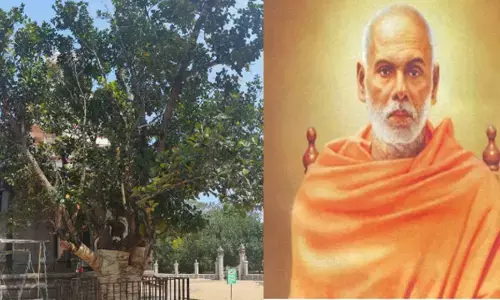 മുത്തശ്ശി ആയെന്ന് കണ്ടാൽ പറയുമോ?; ഗുരുദേവന്‍റെ കര സ്പർശനമേറ്റ ആ പ്ലാവിന് ഒടുവിൽ സുഖചികിത്സ; ദിവസങ്ങൾ കഴിഞ്ഞതും ഫലം കണ്ട് തുടങ്ങി; സന്തോഷം പങ്കിട്ട് മഠം അധികൃതർ