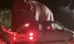 കുറച്ച് നേരം മിണ്ടാതെ നോക്കി നിന്നു; പെട്ടെന്ന് തുമ്പി കൈ കൊണ്ട് വണ്ടിയെ ഒന്ന് കുലുക്കി; മൂന്നാറിൽ വീണ്ടും പടയപ്പയുടെ പരാക്രമം; കാർ യാത്രികർ രക്ഷപ്പെട്ടത് ഭാഗ്യം കൊണ്ട് മാത്രം കുറച്ച് നേരം മിണ്ടാതെ നോക്കി നിന്നു; പെട്ടെന്ന് തുമ്പി കൈ കൊണ്ട് വണ്ടിയെ ഒന്ന് കുലുക്കി; മൂന്നാറിൽ വീണ്ടും പടയപ്പയുടെ പരാക്രമം; കാർ യാത്രികർ രക്ഷപ്പെട്ടത് ഭാഗ്യം കൊണ്ട് മാത്രം