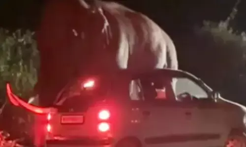 കുറച്ച് നേരം മിണ്ടാതെ നോക്കി നിന്നു; പെട്ടെന്ന് തുമ്പി കൈ കൊണ്ട് വണ്ടിയെ ഒന്ന് കുലുക്കി; മൂന്നാറിൽ വീണ്ടും പടയപ്പയുടെ പരാക്രമം; കാർ യാത്രികർ രക്ഷപ്പെട്ടത് ഭാഗ്യം കൊണ്ട് മാത്രം