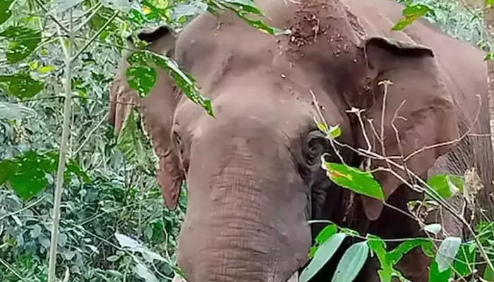 അതിരപ്പള്ളി ഓയില് പാം എസ്റ്റേറ്റില് ബൈക്ക് യാത്രികരെ കാട്ടാന ആക്രമിച്ചു അതിരപ്പള്ളി ഓയില് പാം എസ്റ്റേറ്റില് ബൈക്ക് യാത്രികരെ കാട്ടാന ആക്രമിച്ചു