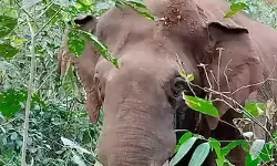 അതിരപ്പള്ളി ഓയില്‍ പാം എസ്റ്റേറ്റില്‍ ബൈക്ക് യാത്രികരെ കാട്ടാന ആക്രമിച്ചു