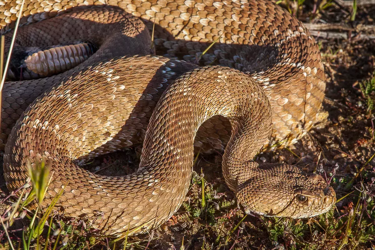 സതേണ്‍ കാലിഫോര്‍ണിയയില്‍ അണലി കടിയേറ്റ് രണ്ടാമത്തെ മരണം; ജാഗ്രതാ നിര്‍ദ്ദേശം