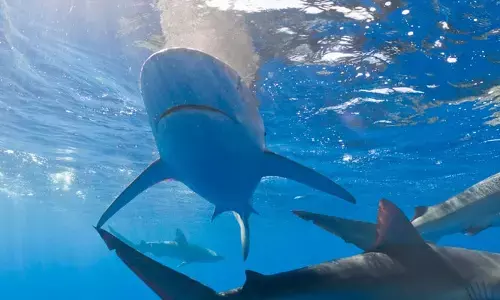 ബഹാമാസ് ദ്വീപിലെ സ്രാവുകളുടെ രക്തത്തിൽ അസാധാരണ നിറ മാറ്റം; പരിശോധനയിൽ ഗവേഷകർക്ക് അടക്കം അമ്പരപ്പ്; പഠന റിപ്പോർട്ടിൽ ആശങ്ക ബഹാമാസ് ദ്വീപിലെ സ്രാവുകളുടെ രക്തത്തിൽ അസാധാരണ നിറ മാറ്റം; പരിശോധനയിൽ ഗവേഷകർക്ക് അടക്കം അമ്പരപ്പ്; പഠന റിപ്പോർട്ടിൽ ആശങ്ക