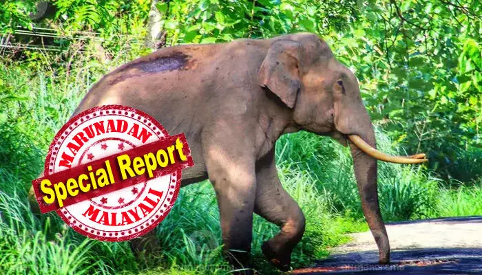 വീടിനു മുറ്റത്ത് നില്ക്കുകയായിരുന്ന തങ്കമ്മയെ കാട്ടാന തുമ്പിക്കൈ കൊണ്ട് കോരിയെടുത്ത് ദൂരേക്ക് എറിഞ്ഞു; വയനാട്ടില് വീണ്ടും കാട്ടാന ആക്രമണം: വൃദ്ധയ്ക്ക് ഗുരുതര പരിക്ക്; മുട്ടിക്കൊമ്പനെ പിടികൂടാനുള്ള ദൗത്യം തുടരുന്നു; വേനല് കടുത്തതോടെ വനമേഖലയില് നിന്ന് കാട്ടാനകള് വ്യാപകമായി കൃഷിയിടങ്ങളിലേക്കും ജനവാസകേന്ദ്രങ്ങളിലേക്കും ഇറങ്ങുന്നു; മലയോരം ഭീഷണിയില് വീടിനു മുറ്റത്ത് നില്ക്കുകയായിരുന്ന തങ്കമ്മയെ കാട്ടാന തുമ്പിക്കൈ കൊണ്ട് കോരിയെടുത്ത് ദൂരേക്ക് എറിഞ്ഞു; വയനാട്ടില് വീണ്ടും കാട്ടാന ആക്രമണം: വൃദ്ധയ്ക്ക് ഗുരുതര പരിക്ക്; മുട്ടിക്കൊമ്പനെ പിടികൂടാനുള്ള ദൗത്യം തുടരുന്നു; വേനല് കടുത്തതോടെ വനമേഖലയില് നിന്ന് കാട്ടാനകള് വ്യാപകമായി കൃഷിയിടങ്ങളിലേക്കും ജനവാസകേന്ദ്രങ്ങളിലേക്കും ഇറങ്ങുന്നു; മലയോരം ഭീഷണിയില്