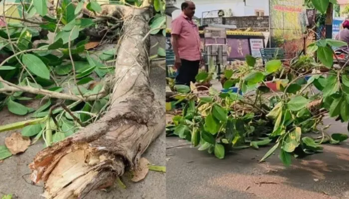 ഓടിക്കൊണ്ടിരുന്ന ബൈക്കിന് മുകളില് മരക്കൊമ്പ് പൊട്ടിവീണ് യുവാവിന് ഗുരുതര പരിക്ക് ഓടിക്കൊണ്ടിരുന്ന ബൈക്കിന് മുകളില് മരക്കൊമ്പ് പൊട്ടിവീണ് യുവാവിന് ഗുരുതര പരിക്ക്