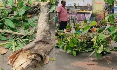 ഓടിക്കൊണ്ടിരുന്ന ബൈക്കിന് മുകളില്‍ മരക്കൊമ്പ് പൊട്ടിവീണ് യുവാവിന് ഗുരുതര പരിക്ക്
