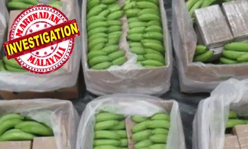 തുറമുഖത്ത് വന്നിറങ്ങിയത് ടൺ കണക്കിന് വാഴപ്പഴം; ബോക്സുകൾ നിറയെ നല്ല പച്ചപ്പും അസാധാരണ തിളക്കവും; ഇടയ്ക്ക് ഓഫീസർമാർക്ക് തോന്നിയ സംശയം; പരിശോധനയിൽ ഞെട്ടൽ