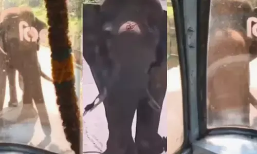 ബസിനെ കണ്ടതും പാഞ്ഞെടുത്ത് ഗ്ലാസ് ഇടിച്ചുപൊട്ടിക്കാൻ ശ്രമം; കുറെ നേരം ഡ്രൈവറിനെ രൂക്ഷ ഭാവത്തോടെ നോക്കി നിന്നു; അലറിവിളിച്ച് യാത്രക്കാർ; കൊല്ലത്ത് ഭീതി പടർത്തി കാട്ടാന ആക്രമണം