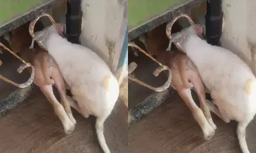 കരച്ചിൽ കേട്ട് ഓടിയെത്തിയവർ കണ്ടത് അതിദയനീയ കാഴ്ച; രാത്രി മുഴുവൻ ഗേറ്റിൽ കുടുങ്ങിയ നിലയിൽ തെരുവുനായ കുഞ്ഞുങ്ങൾ; ഒടുവിൽ രക്ഷകരായി പാഞ്ഞെത്തി ഫയർഫോഴ്സ്