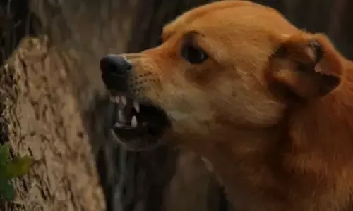 പോലീസ് സ്റ്റേഷന്‍ കോമ്പൗണ്ടില്‍ തെരുവ് നായ ആക്രമണം; എഎസ്‌ഐ ഉള്‍പ്പെടെ മൂന്ന് പേര്‍ക്ക് കടിയേറ്റു; ആശുപത്രിയില്‍ ചികിത്സ തേടി; സംഭവം നാദാപുരത്ത്