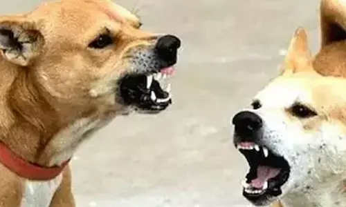 ഒളവണ്ണയില്‍ തെരുവുനായ ആക്രമണം; മൂന്ന് വയസ്സുകാരനടക്കം എട്ടുപേര്‍ക്ക് കടിയേറ്റു