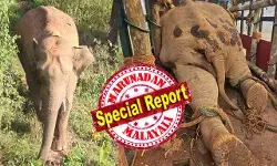 സോളാര്‍ തൂക്കുവേലികളില്‍ മരച്ചില്ലകള്‍ എറിഞ്ഞു നോക്കി വൈദ്യുതി ഇല്ലെന്ന് ഉറപ്പുവരുത്തിയ ശേഷം വേലി തകര്‍ക്കുന്ന അതിബുദ്ധിമാനായ ആന; വടക്കനാട് കൊമ്പന്റെ വലംകൈയും ഇനി കൂട്ടില്‍; നാടിനെ വിറപ്പിച്ച മുട്ടിക്കൊമ്പന്‍ കുടുങ്ങി; പന്തിയിലേക്ക് ആനയിച്ച് പഴയ ചങ്ങാതി വിക്രം; വയനാട്ടില്‍ 13 പകലുകള്‍ നീണ്ട ദൗത്യം വിജയം; മുട്ടിക്കൊമ്പനേയും താപ്പാനയാക്കും