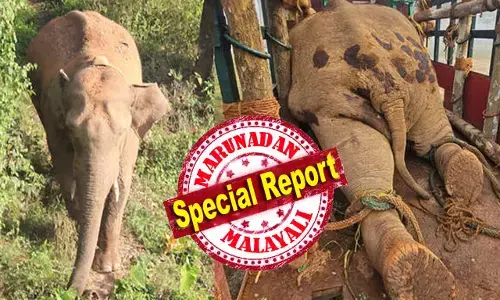 സോളാര്‍ തൂക്കുവേലികളില്‍ മരച്ചില്ലകള്‍ എറിഞ്ഞു നോക്കി വൈദ്യുതി ഇല്ലെന്ന് ഉറപ്പുവരുത്തിയ ശേഷം വേലി തകര്‍ക്കുന്ന അതിബുദ്ധിമാനായ ആന; വടക്കനാട് കൊമ്പന്റെ വലംകൈയും ഇനി കൂട്ടില്‍; നാടിനെ വിറപ്പിച്ച മുട്ടിക്കൊമ്പന്‍ കുടുങ്ങി; പന്തിയിലേക്ക് ആനയിച്ച് പഴയ ചങ്ങാതി വിക്രം; വയനാട്ടില്‍ 13 പകലുകള്‍ നീണ്ട ദൗത്യം വിജയം; മുട്ടിക്കൊമ്പനേയും താപ്പാനയാക്കും