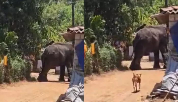 കോങ്ങാട് ക്ഷേത്ര ഉത്സവത്തിനിടെ ആനയിടഞ്ഞു; പാപ്പാനെ ചവിട്ടിക്കൊന്നു; ആനയെ തളക്കാനുള്ള ശ്രമം തുടരുന്നു കോങ്ങാട് ക്ഷേത്ര ഉത്സവത്തിനിടെ ആനയിടഞ്ഞു; പാപ്പാനെ ചവിട്ടിക്കൊന്നു; ആനയെ തളക്കാനുള്ള ശ്രമം തുടരുന്നു