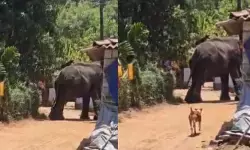 കോങ്ങാട് ക്ഷേത്ര ഉത്സവത്തിനിടെ ആനയിടഞ്ഞു; പാപ്പാനെ ചവിട്ടിക്കൊന്നു; ആനയെ തളക്കാനുള്ള ശ്രമം തുടരുന്നു കോങ്ങാട് ക്ഷേത്ര ഉത്സവത്തിനിടെ ആനയിടഞ്ഞു; പാപ്പാനെ ചവിട്ടിക്കൊന്നു; ആനയെ തളക്കാനുള്ള ശ്രമം തുടരുന്നു
