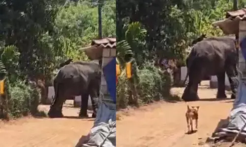 കോങ്ങാട് ക്ഷേത്ര ഉത്സവത്തിനിടെ ആനയിടഞ്ഞു; പാപ്പാനെ ചവിട്ടിക്കൊന്നു; ആനയെ തളക്കാനുള്ള ശ്രമം തുടരുന്നു