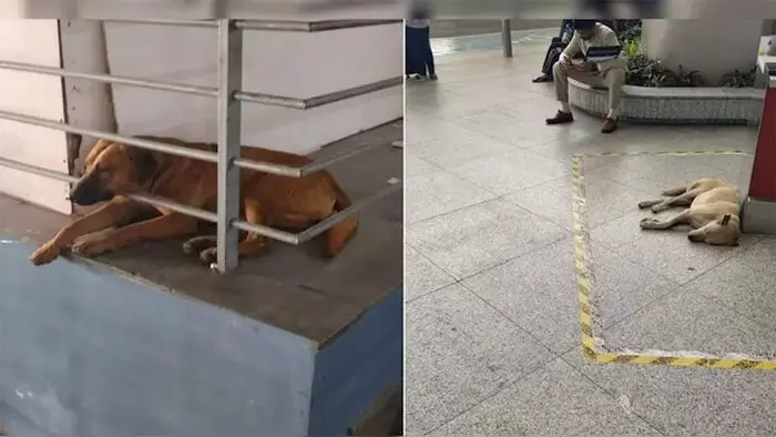 കദ്ദുവിനെ കാണാനില്ല; സോഷ്യല് മീഡിയയില് പ്രതിഷേധവുമായി മൃഗസ്നേഹികള്; തെരുവു നായയെ കാണാതെ പോയതില് വിശദീകരണവുമായി ഡല്ഹി വിമാനത്താവള അധികൃതര് കദ്ദുവിനെ കാണാനില്ല; സോഷ്യല് മീഡിയയില് പ്രതിഷേധവുമായി മൃഗസ്നേഹികള്; തെരുവു നായയെ കാണാതെ പോയതില് വിശദീകരണവുമായി ഡല്ഹി വിമാനത്താവള അധികൃതര്