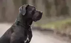 വോട്ടര്‍ സ്ലിപ്പ് കൊടുക്കാനെത്തിയ ബിഎല്‍ഒയെ പട്ടി കടിച്ചു; സംഭവം കോട്ടയം പാമ്പാടിയില്‍