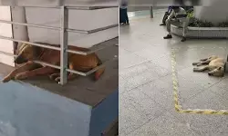 കദ്ദുവിനെ കാണാനില്ല; സോഷ്യല് മീഡിയയില് പ്രതിഷേധവുമായി മൃഗസ്നേഹികള്; തെരുവു നായയെ കാണാതെ പോയതില് വിശദീകരണവുമായി ഡല്ഹി വിമാനത്താവള അധികൃതര് കദ്ദുവിനെ കാണാനില്ല; സോഷ്യല് മീഡിയയില് പ്രതിഷേധവുമായി മൃഗസ്നേഹികള്; തെരുവു നായയെ കാണാതെ പോയതില് വിശദീകരണവുമായി ഡല്ഹി വിമാനത്താവള അധികൃതര്