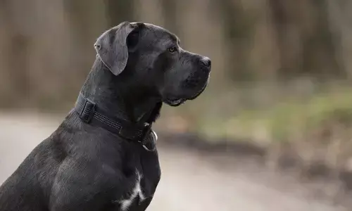 വോട്ടര്‍ സ്ലിപ്പ് കൊടുക്കാനെത്തിയ ബിഎല്‍ഒയെ പട്ടി കടിച്ചു; സംഭവം കോട്ടയം പാമ്പാടിയില്‍