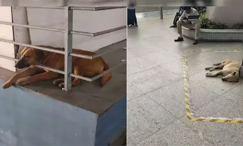 കദ്ദുവിനെ കാണാനില്ല; സോഷ്യല്‍ മീഡിയയില്‍ പ്രതിഷേധവുമായി മൃഗസ്‌നേഹികള്‍; തെരുവു നായയെ കാണാതെ പോയതില്‍ വിശദീകരണവുമായി ഡല്‍ഹി വിമാനത്താവള അധികൃതര്‍