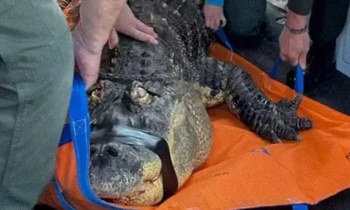 കൈയ്യിൽ ആണെങ്കിൽ അഞ്ചിന്റെ പൈസ ഇല്ല; അതുകൊണ്ട് വേണ്ട; സ്വന്തം വളർത്തുമൃഗത്തെ തിരികെ ലഭിക്കാനുള്ള നിയമപോരാട്ടം അവസാനിപ്പിച്ച് ന്യൂയോർക്ക് സ്വദേശി