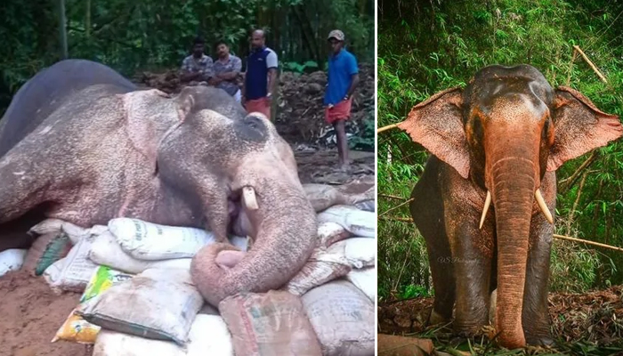 പുതുപ്പള്ളി അര്‍ജുനന്‍ ചെരിഞ്ഞു; സംസ്‌കാരം വെള്ളിയാഴ്ച