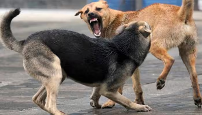 തിരുവനന്തപുരത്ത് തെരുവ് നായയുടെ ആക്രമണം; 30 പേര്‍ക്ക് കടിയേറ്റു